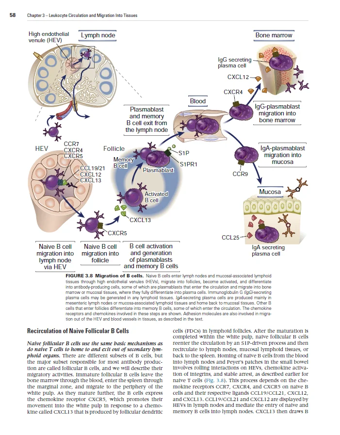 Inmunología celular y Molecular, 10