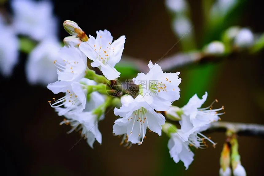 1 قطعة الحالة التفاضلية الناقل الألومنيوم # 8681X لسيارة RC جزء 1/10 TRXS E-Revo 2.0 VXL 86086-4