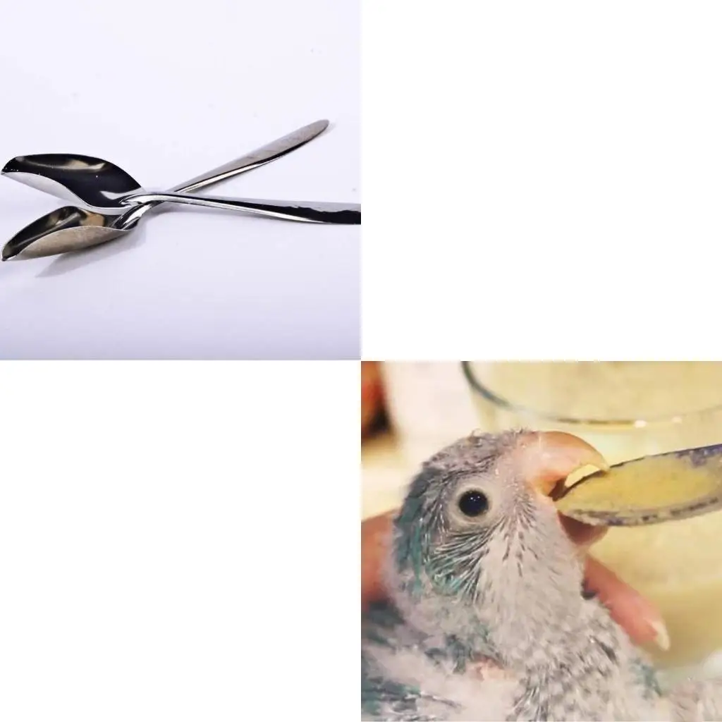 

5 Pack Bird Manual Feeding Spoon Stainless Steel Feed for Food Water Milk