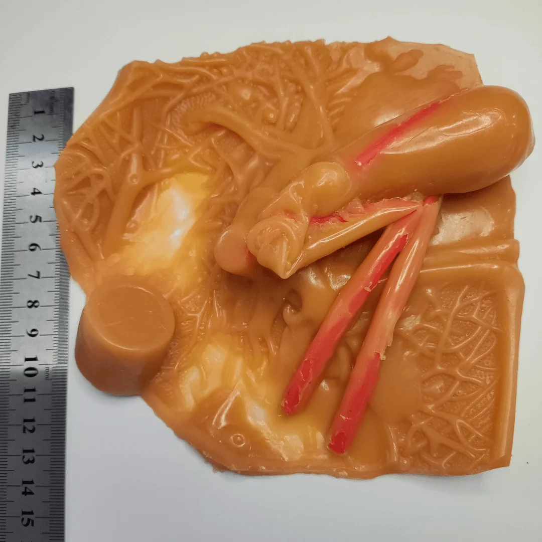 Hepatic and gallbladder bed surgery laparoscopic simulation training suture shear peel module model