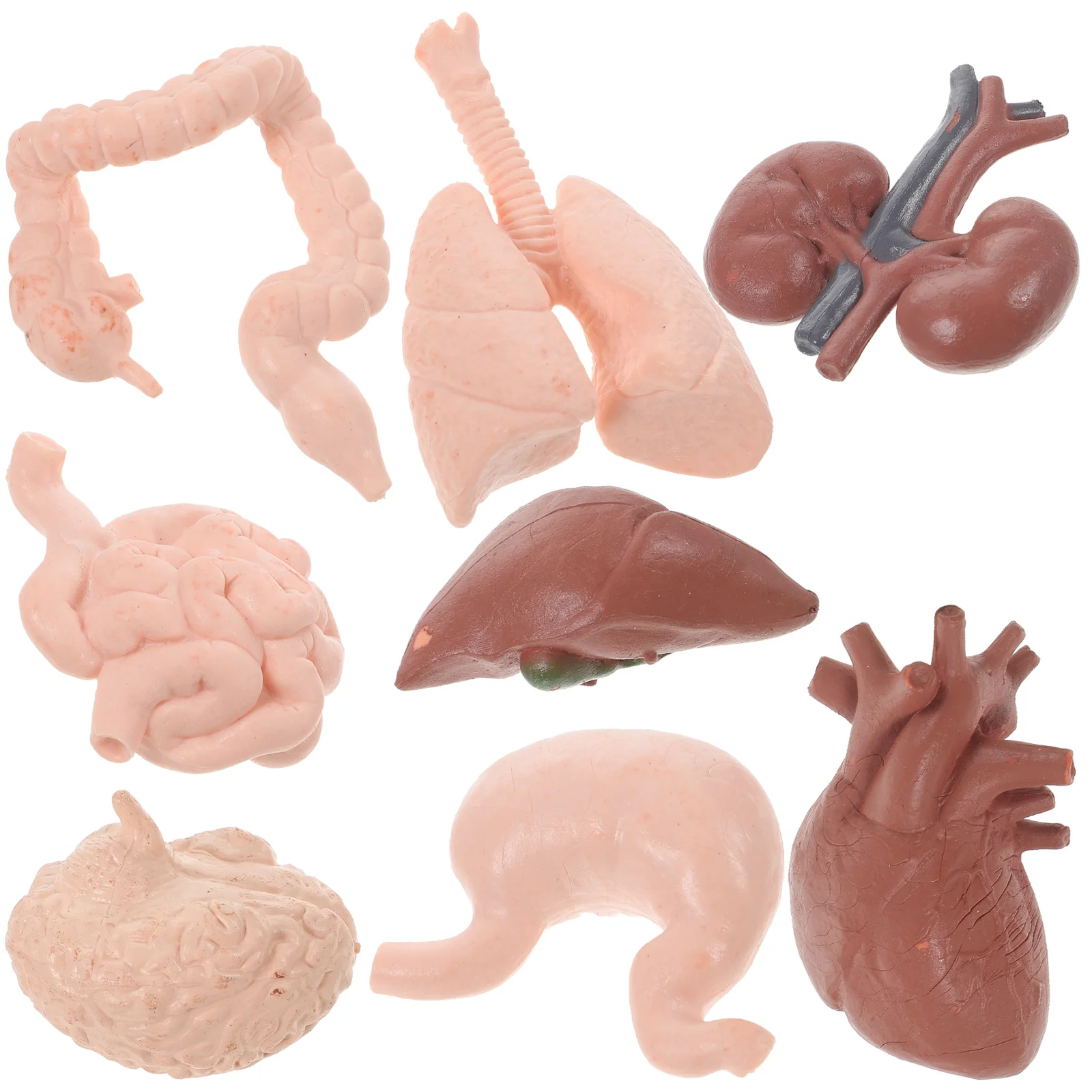 8 Pcs Body Parts Learning Toy Human Organ Model Classroom Teaching Tools Stomach