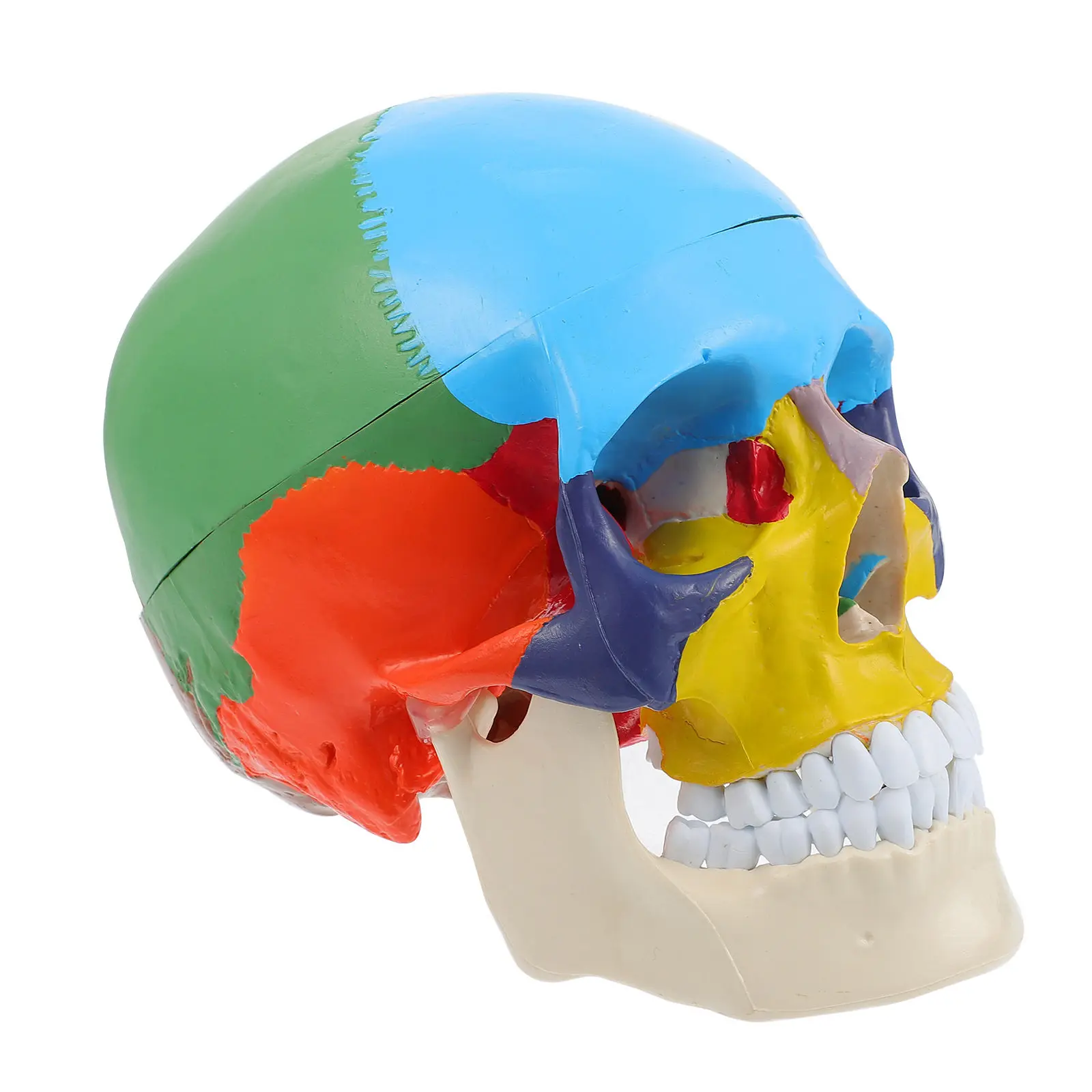 Human Anatomy Skull Colored Colorful Models Body PVC Detachable Fake Head