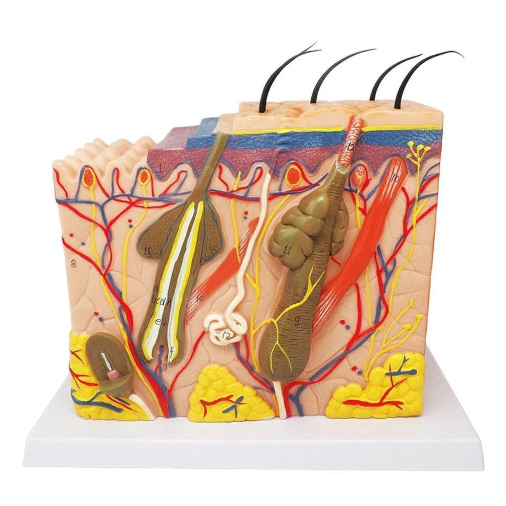 50X 35X Human Skin And Hair Structure Anatomy Anatomy Model PVC Surgery Medical Science Teaching Resources Dropshipping DIY Tool