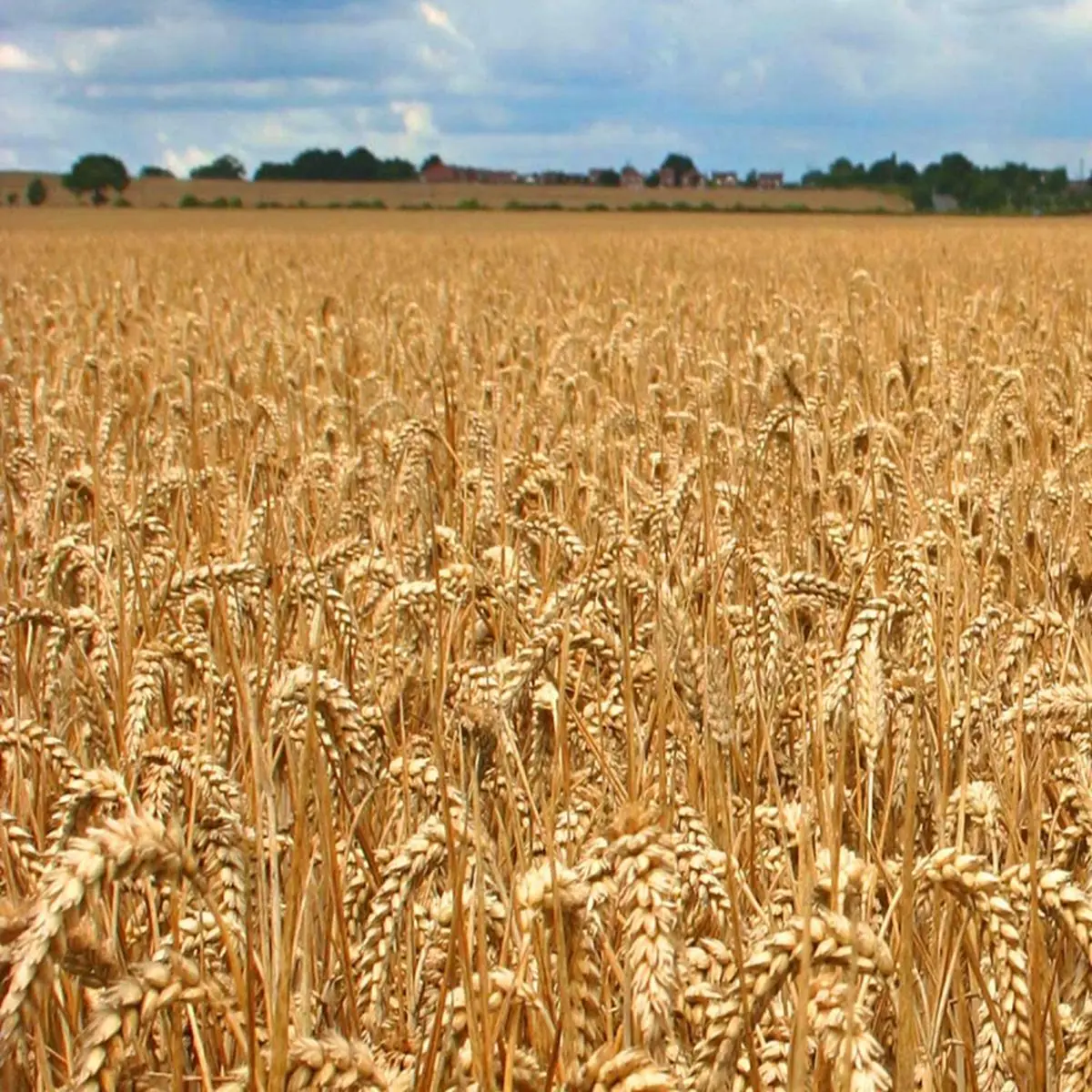 Dried Wheat Stalks, 300 Stems Wheat Sheaves for Decorating Wedding Table Home Kitchen (15.7 Inches)