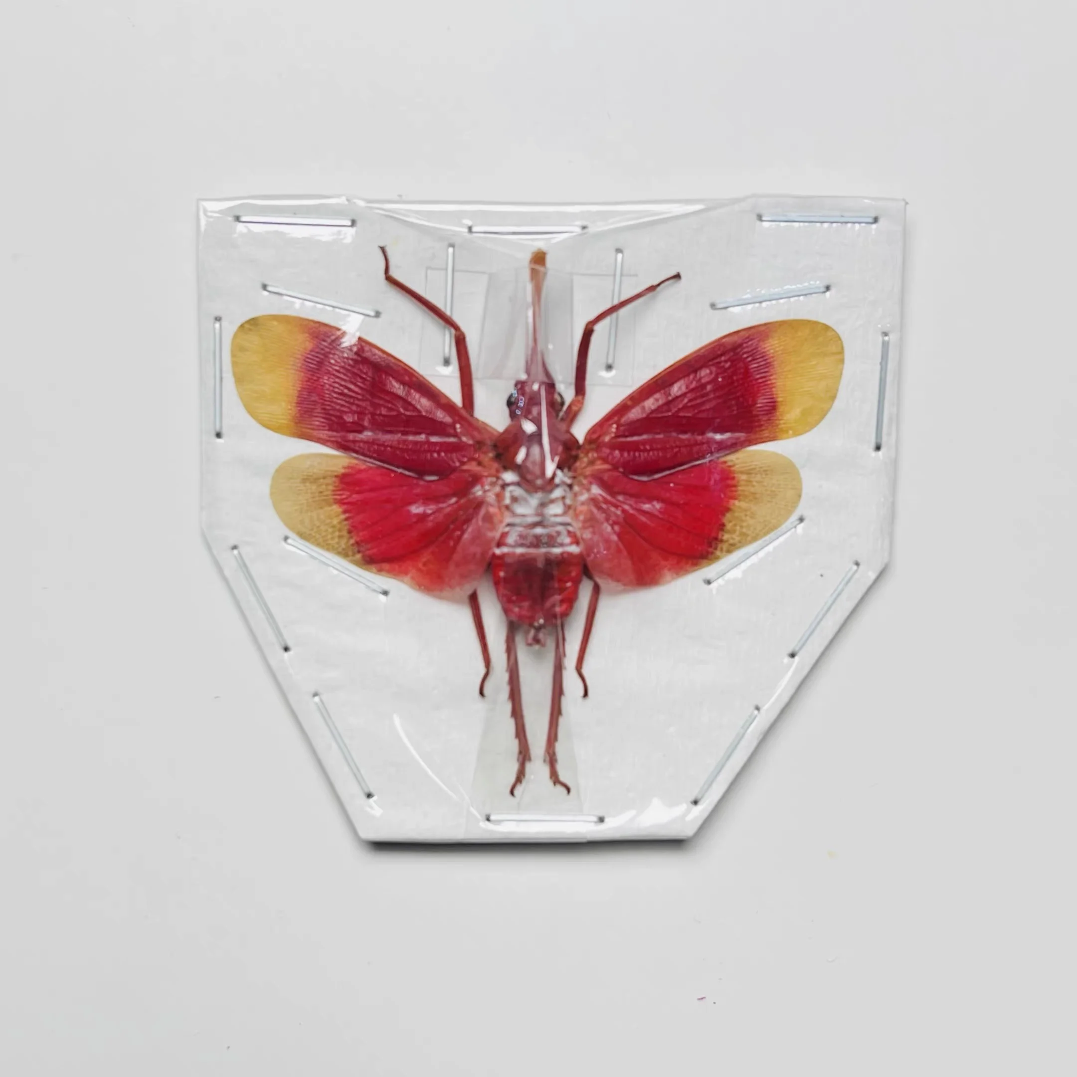 2pcs Ruby Red Plant Hopper Lantern Fly Real Insect Bug Taxidermy Craft-Ready Specimen Art Educational