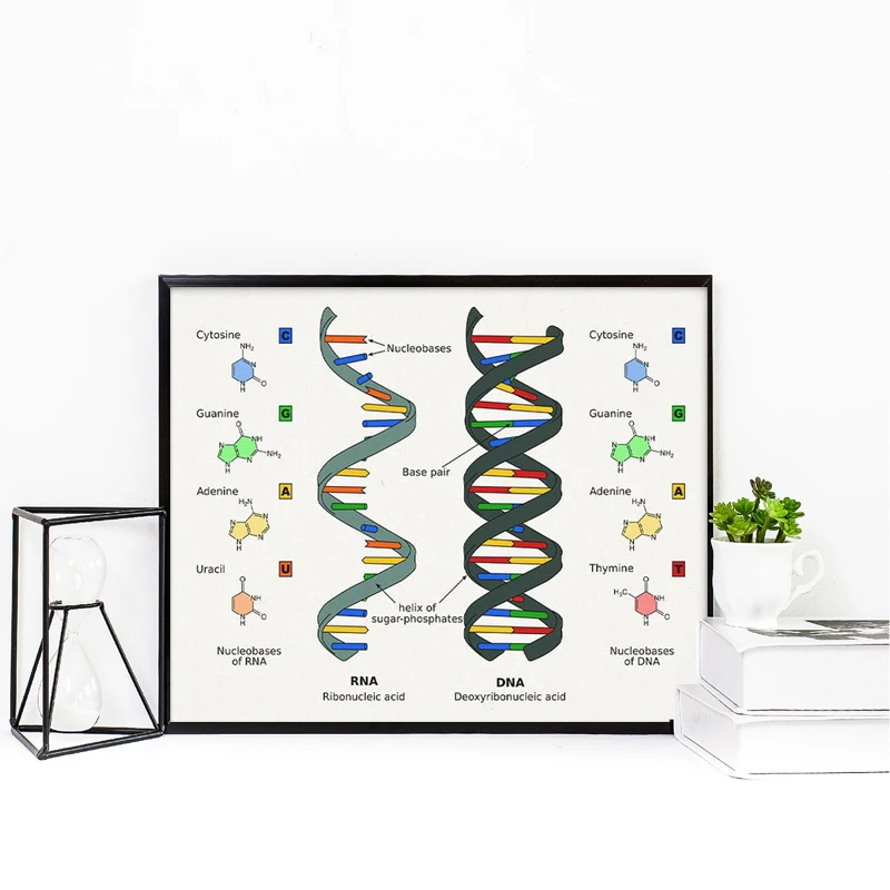 Human DNA and RNA Posters Print Science Biology Canvas Painting Wall Art Picture Genetic Code Chemistry Teacher Gifts Room Decor