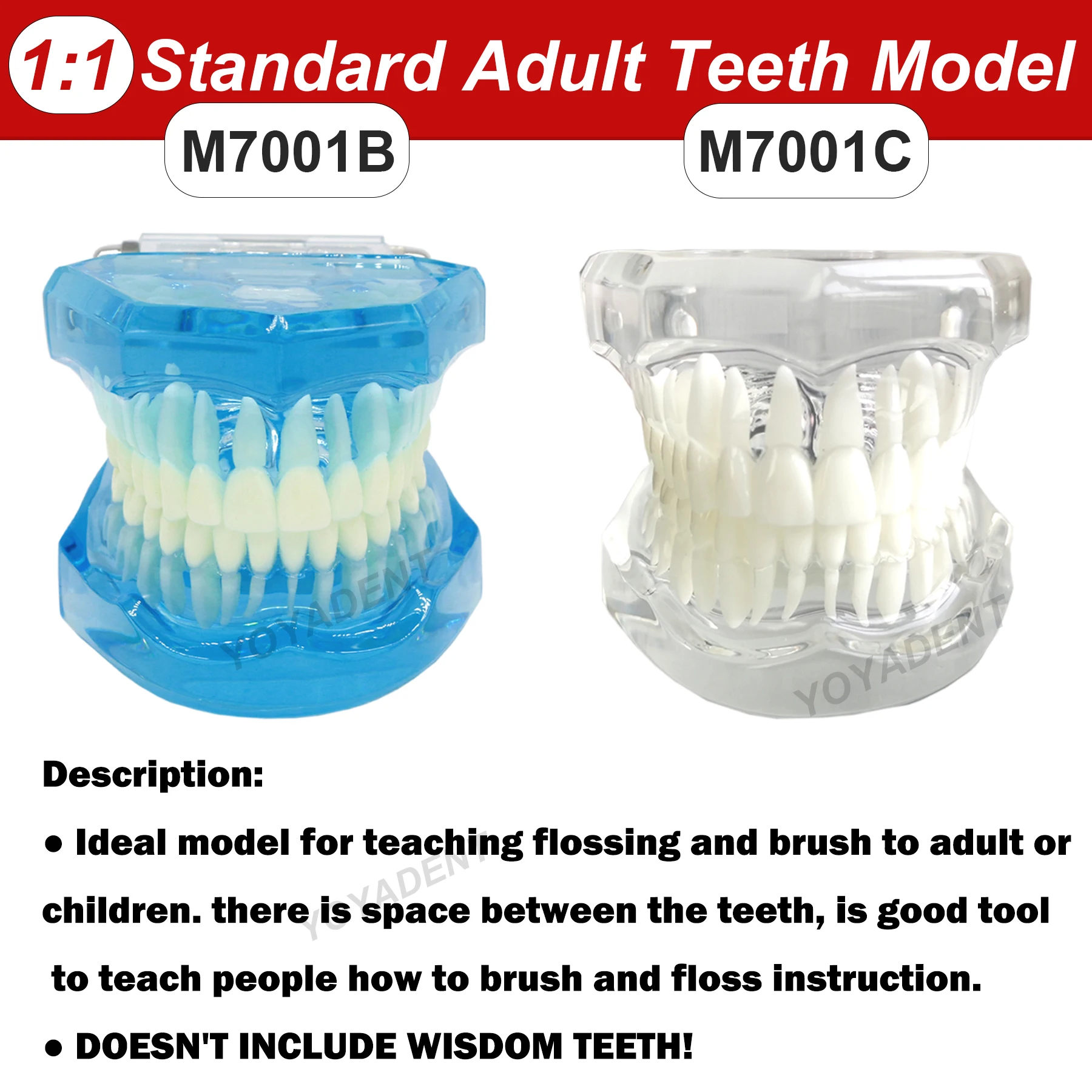 Dental Resins Model 1:1 Standard Adult Teeth Model 28 Teeth For Patient Education Demo Dentistry Accessories M7001B/C