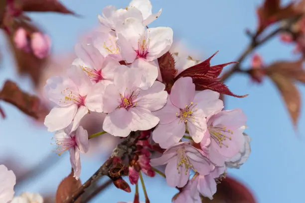 

Metal RC Trailer Hopper Frame Simulation For 1/10 Rock Crawler Truck Trail Trxs TRX-4 TRX4 Axial SCX10 RC4WD D90 CC01