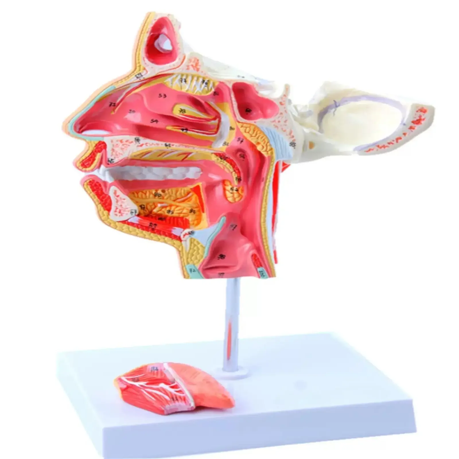 Human Chop-facial Vascular Nerve Blood Vessels Model Medical School