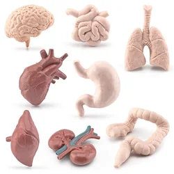 Simulation Human Body Torso Model Biology Brain Heart Liver Stomach Kidney Teaching Tools Learning Educational Toys for Children