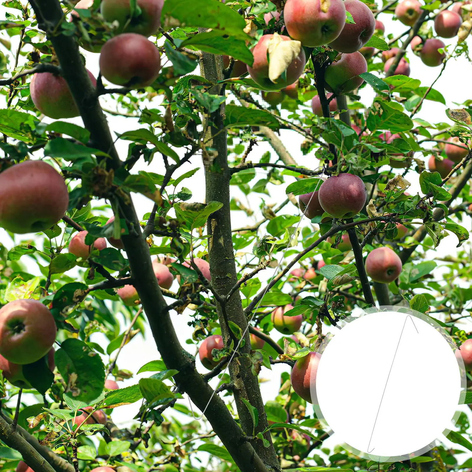 50Pcs Fruit Branch Spreader Galvanized Steel Orchard Tool for Tree Limb Positioning Angle Adjustment Growth Shaping and