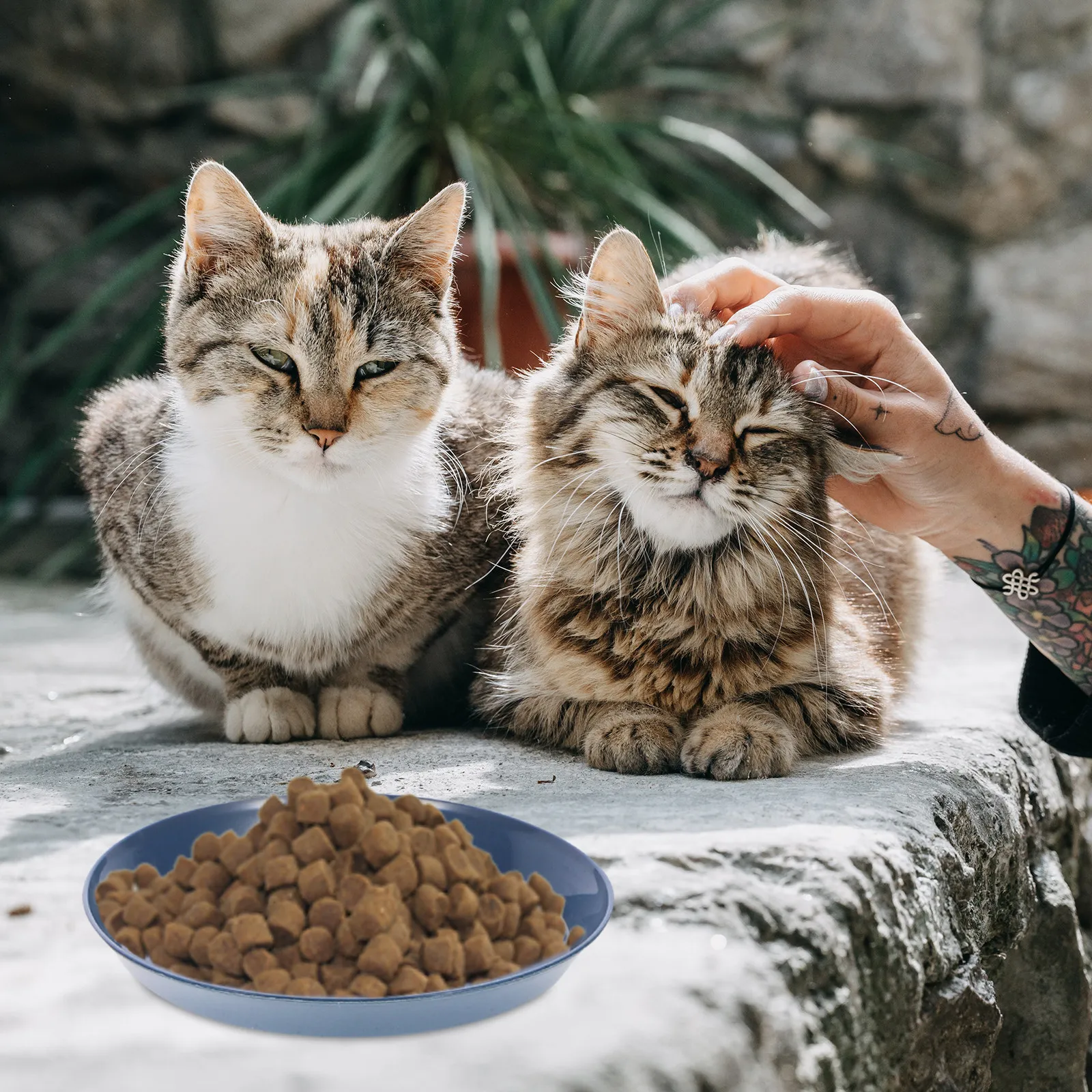8Pcs Cat Food Plates Shallow Kitten Bowls for Small Cats Dry Wet Food Water Dish Round Pet Feeding Bowl for Indoor Cats