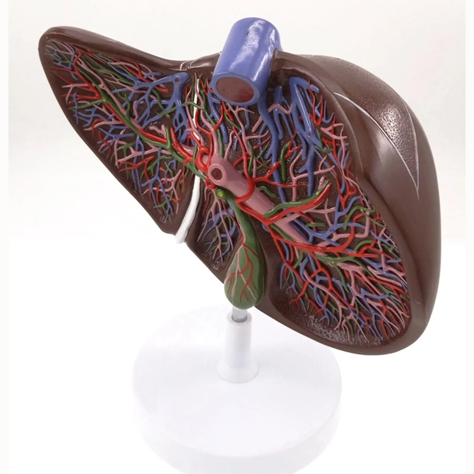 

PVC Human Liver Medical Anatomy Model 1.5X Life Size With Vessel Simulation Display