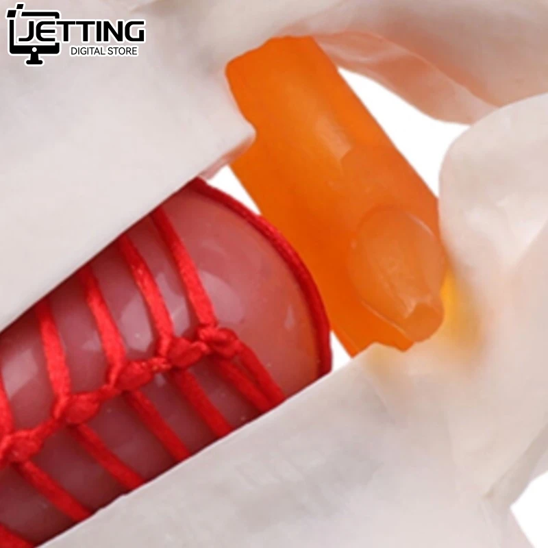 ✍ تشريح الإنسان الهيكل العظمي العمود الفقري قطني القرص فتق نموذج للتدريس الدماغ الجمجمة صدمة اللوازم المدرسية أداة طبية