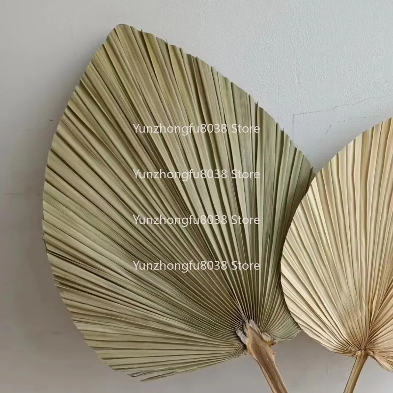 Fleurs de vente chaudes, feuilles de palmier séchées pour famille/événements/mates/décorations et Bouquets