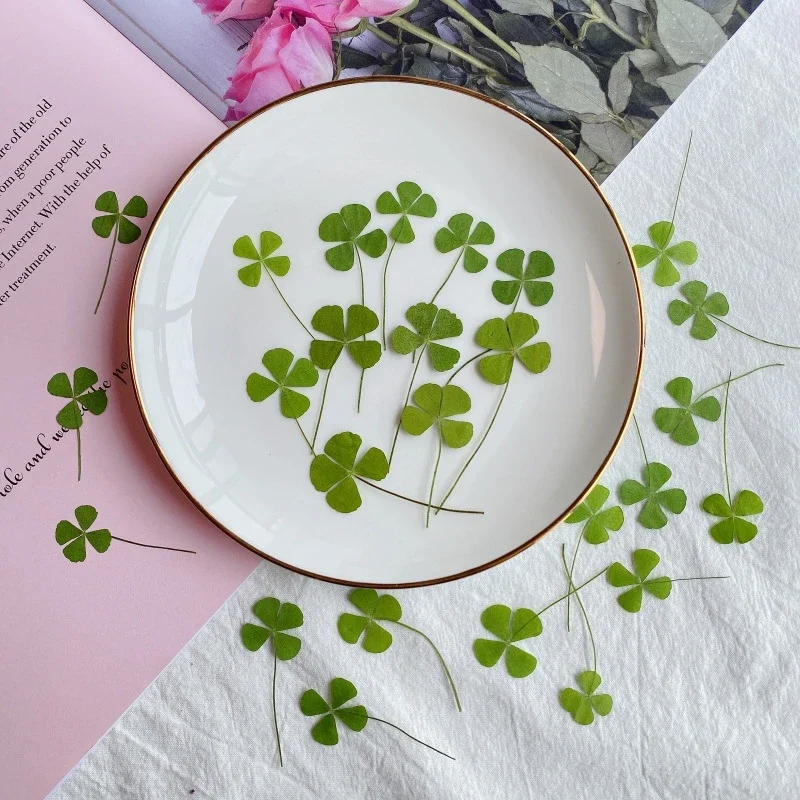 

Pressed Dried Natural Clover Four Leaf Plant Herbarium For Epoxy Resin Makeup Jewelry Postcard Invitation Card Phone Case DIY