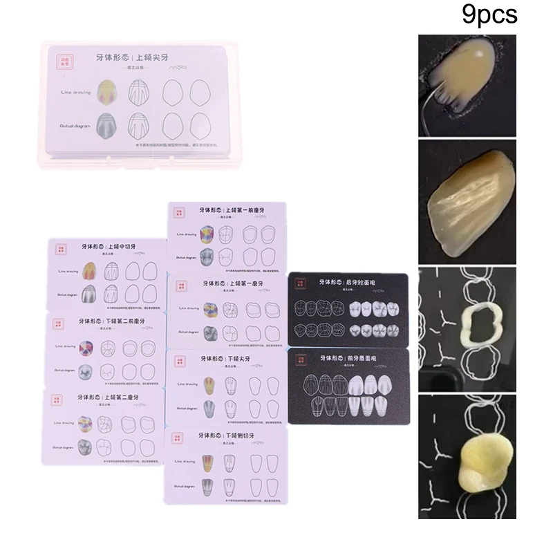 

9 Sheet Dental Composite Filling Practice Board Model Teeth Template Restoration Cavity Dentist Anterior Posterior Practice