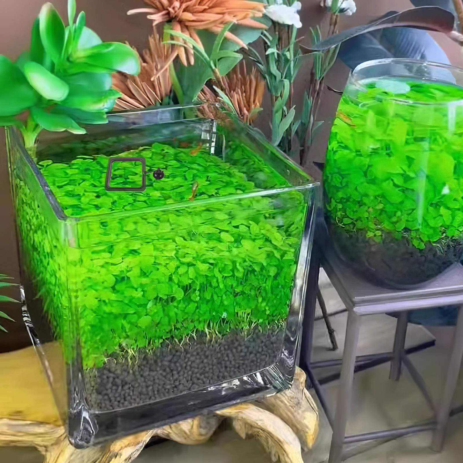 

Premium Fish Feeding Circle Aquarium Fish Feeding Floating