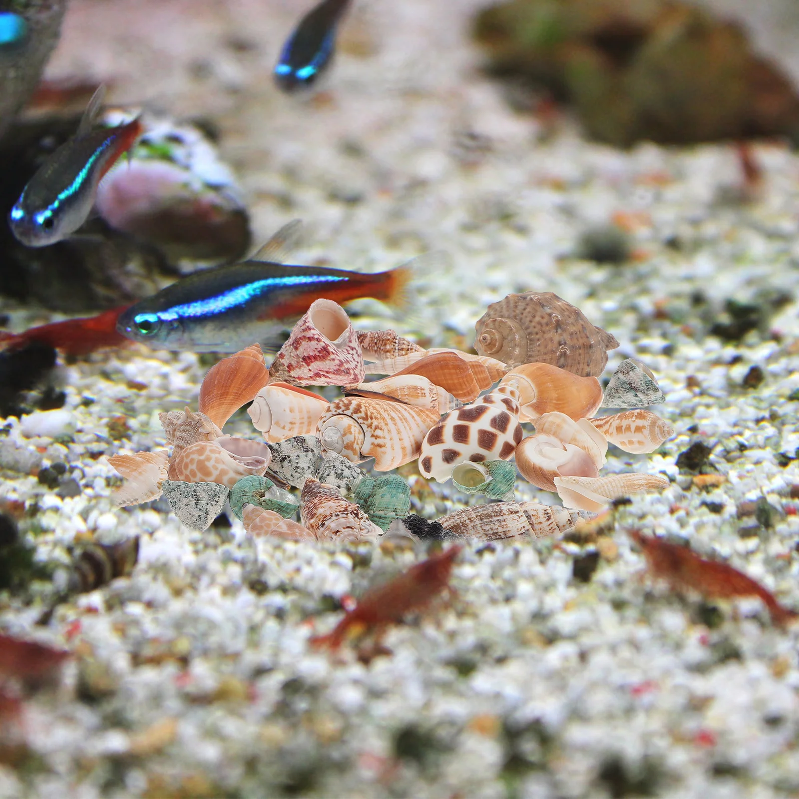 

Natural Conch Decor Fish Tank Aquarium nament Seashell Environmental Safe Quality Mini Portable Home L scaping