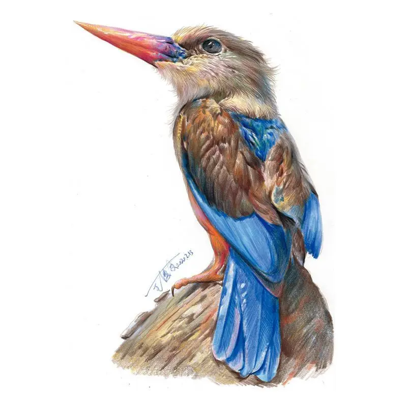 Colorido Chumbo Animais Quadrinhos, Basic Copy Picture Book, Iniciantes Textbook, Textbook Art, Iniciantes, Introdução, Chumbo Cor, 100 Casos