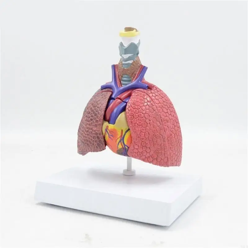 Il modello anatomico polmonare Y5LB mostra i dettagli del sistema respiratorio, della tiroide, del cuore e dei polmoni