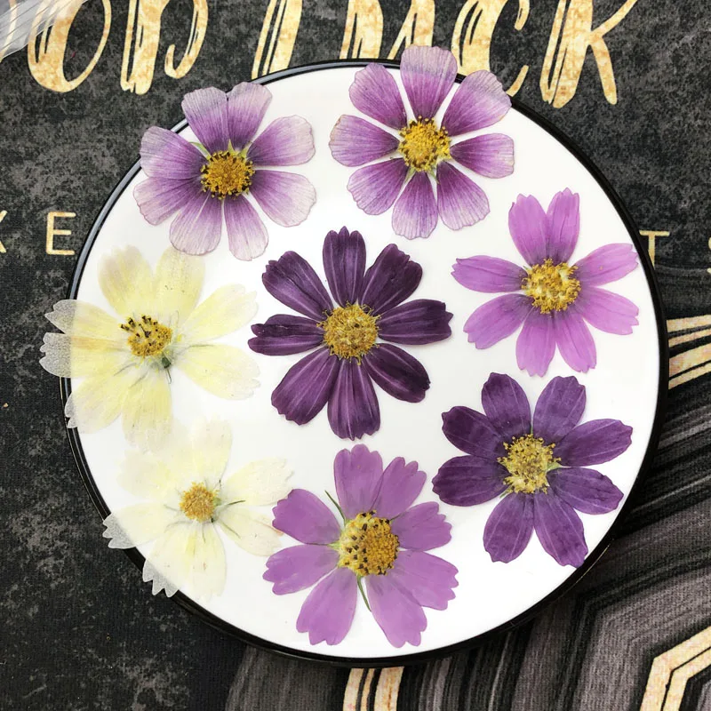 250pcs Dried Pressed 4-7cm Cosmos Bipinnata Cav. Flower Plant Herbarium For Postcard Photo Frame Jewelry Bookmark Craft DIY