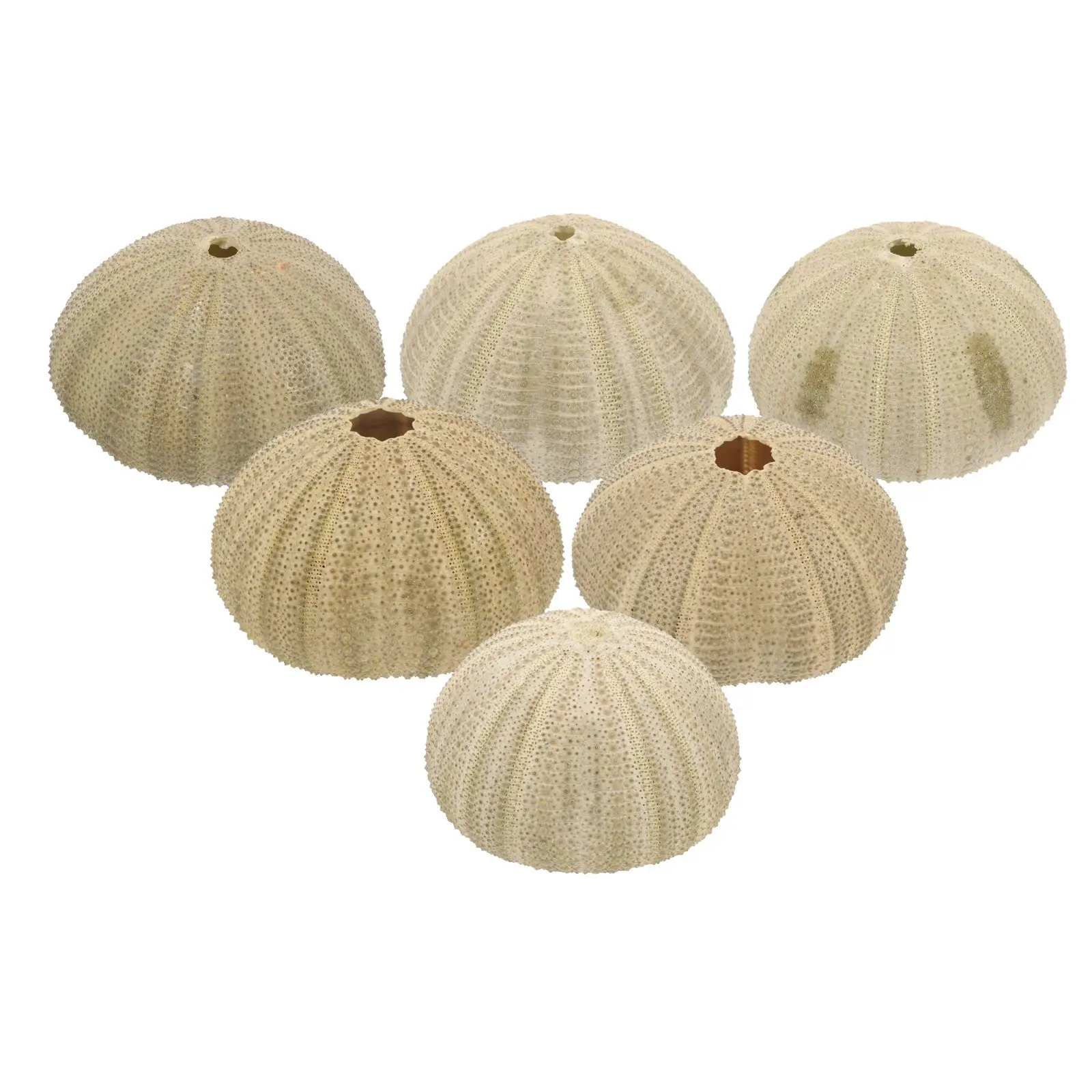 

6 Pcs Sea 4 6CM Natural Sea Shells Green Decorative Shells for Home Crafts Fish Tank Pet Supplies Ornament