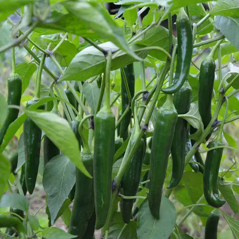 [오늘담은] 국내산 아삭 오이고추 1kg~10kg