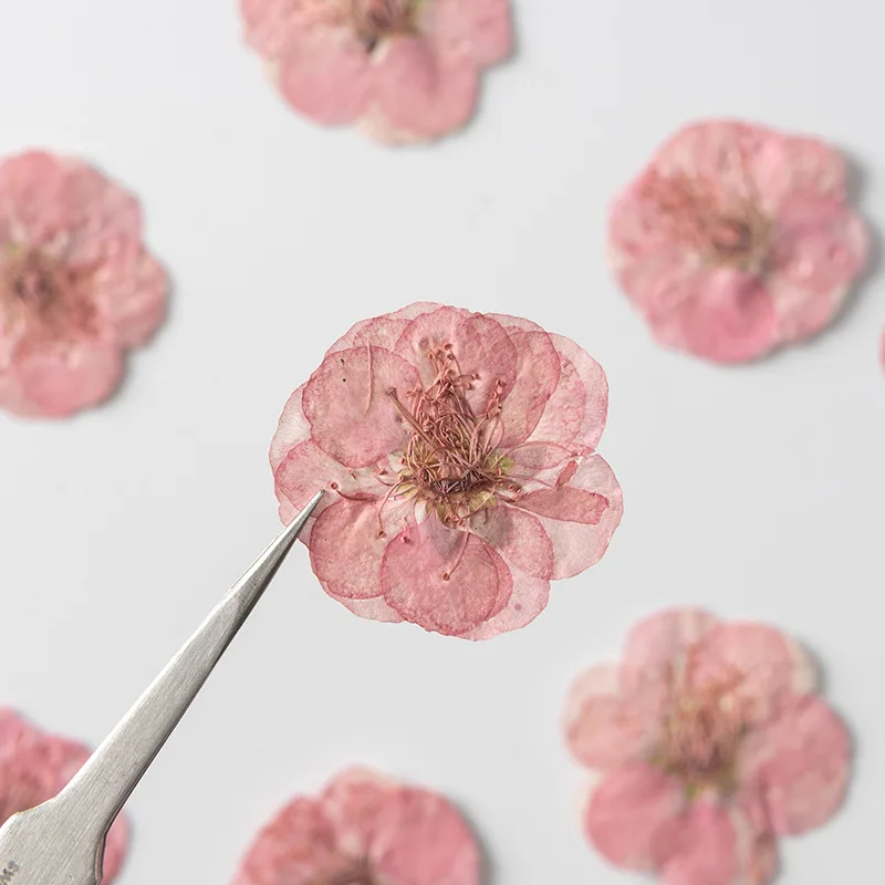 

48Pcs Plum Blossom Real Dried Flowers Pressed Flower Plant Specimens for Early Childhood Education, Pressed Flower Art, Resin Decoration, Phone Case DIY Materials, Journal Resin DIY Decoration Accessories