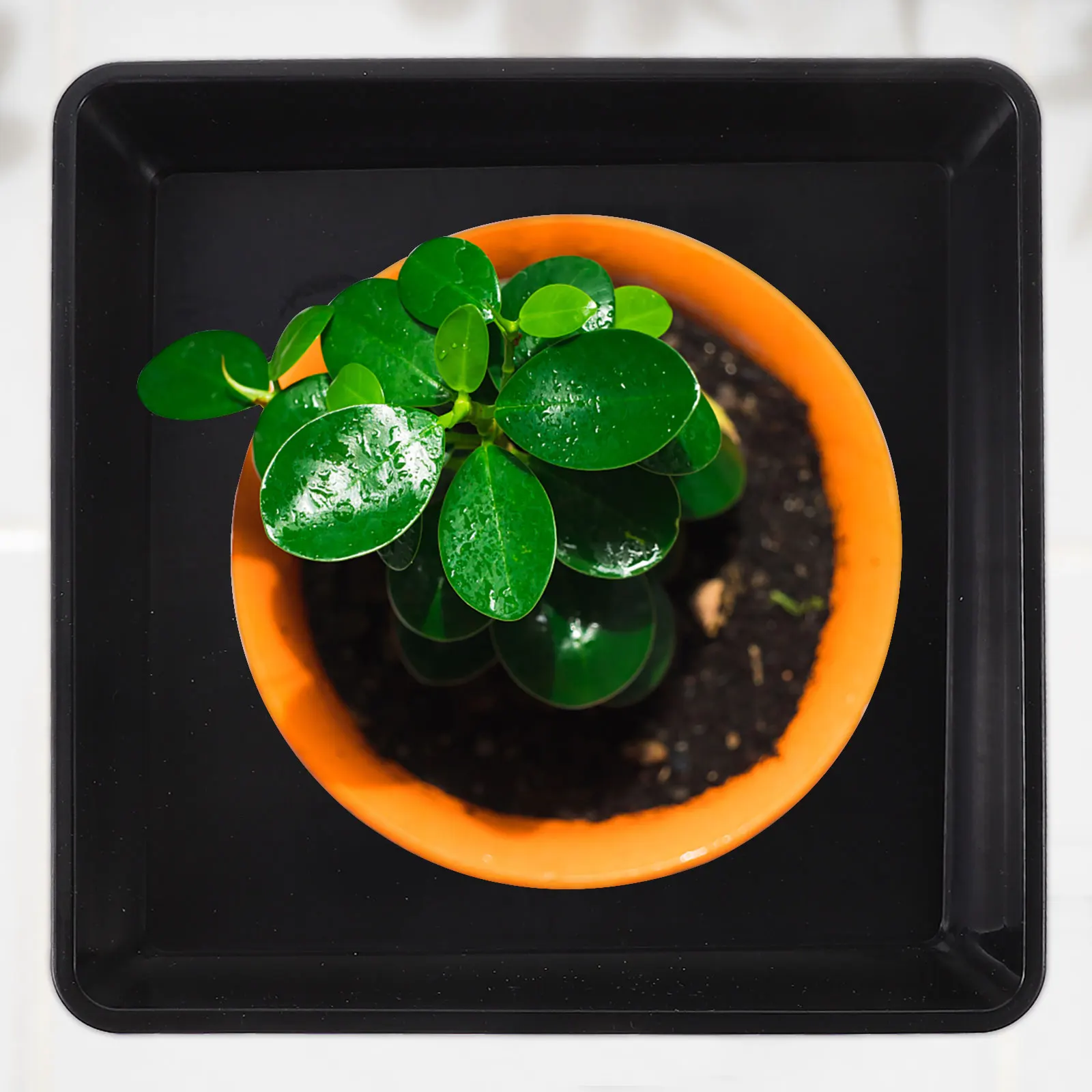 7 inch Plastic Plant Pot Saucer Drip Tray Saucers Indoor Outdoor Heavy Duty Square Flower Pot Black Watering Tray Potted Coaster