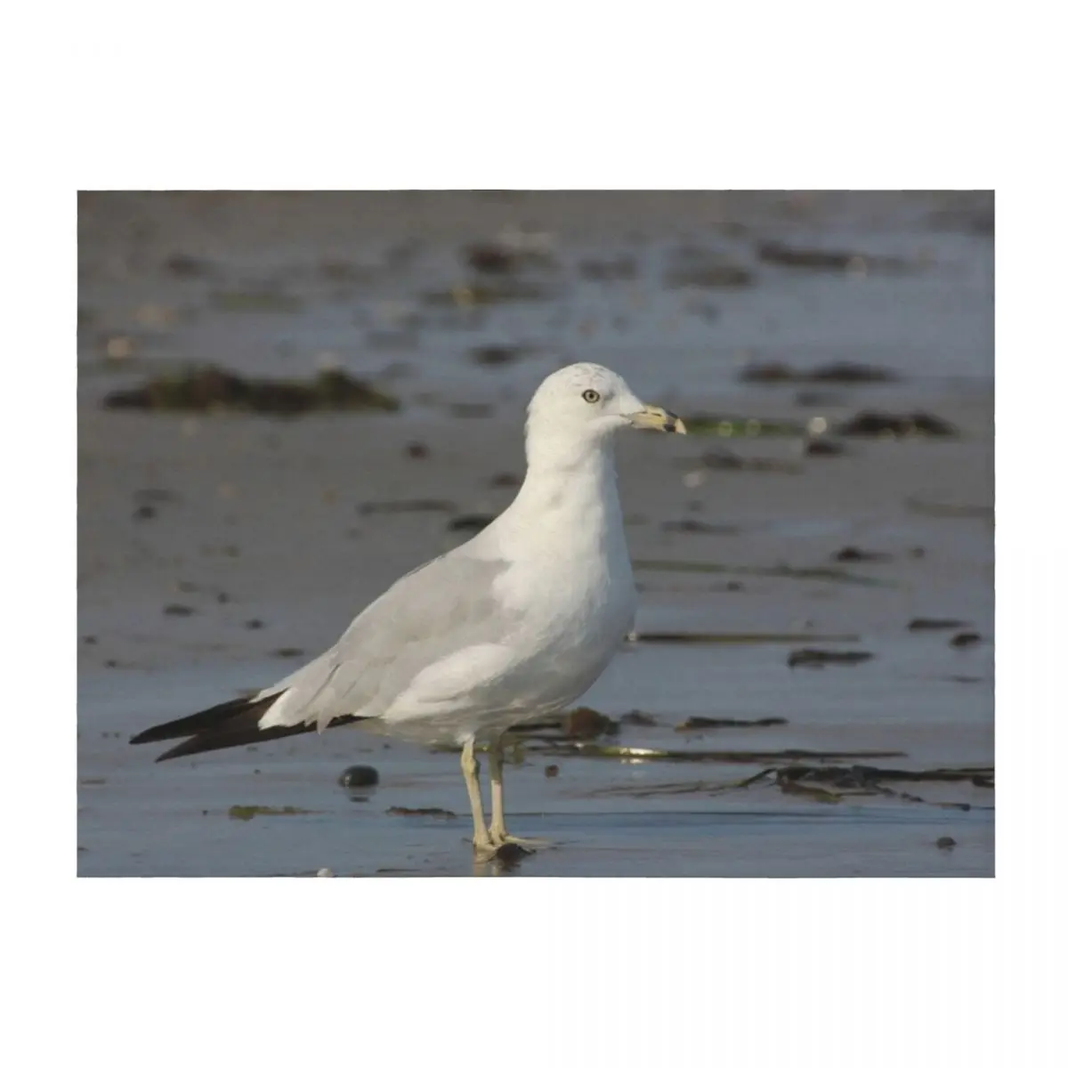 

Gansett Gull Throw Blanket Decorative Throw Thins heavy to sleep Cute Blankets