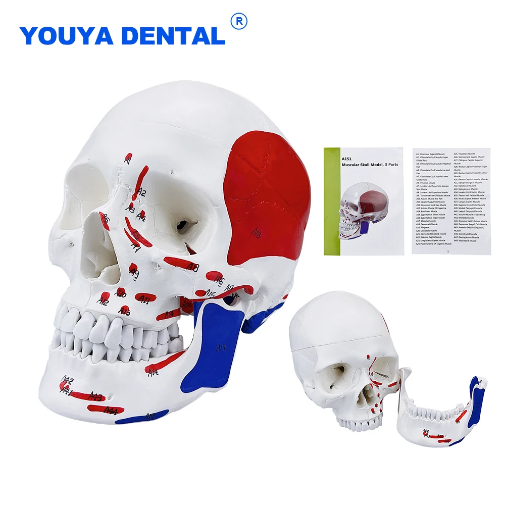 Colorful Skull Model Anatomical Anatomy Medical Decorations Human Artificial Skeleton Head Painting Sculpt Studying Teaching