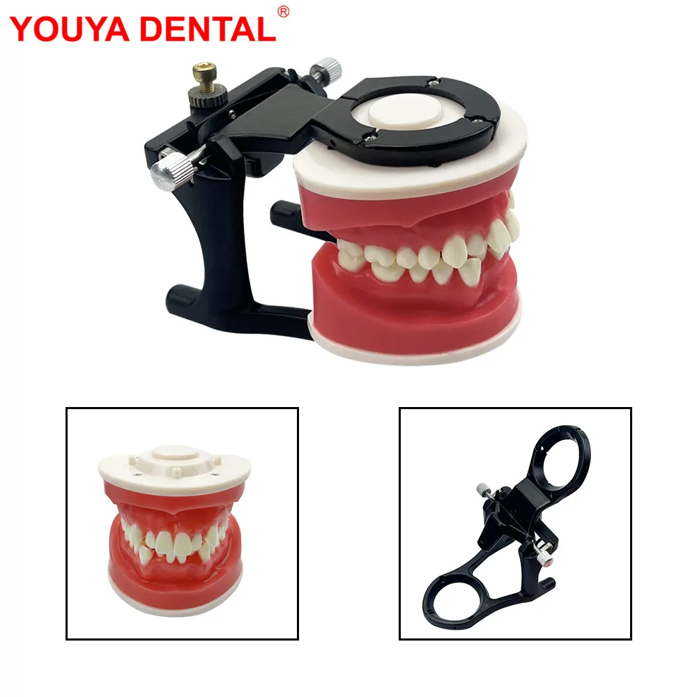 

Wax Gum Dental Orthodontic Training Jaw Model Ortho Treament Teeth Model For Dental Student Practice Teaching Education Typodont