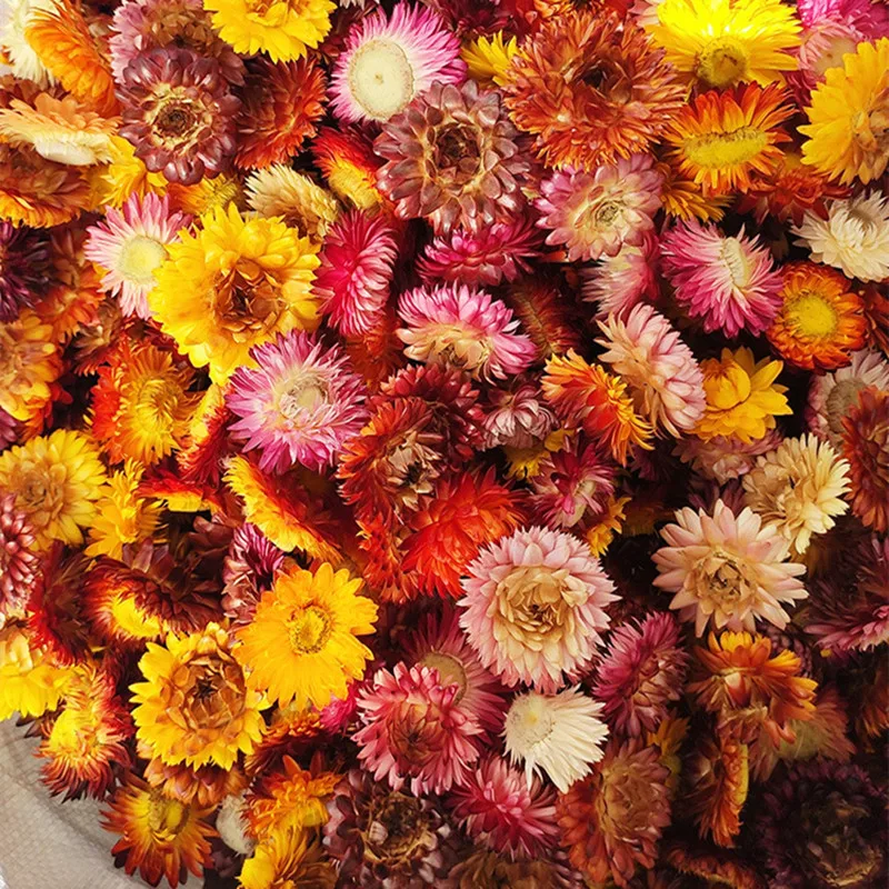 

50pcs Chrysanthemum Real Natural Dried Flowers DIY Candle Aromatherapy Accessories Candle Epoxy Resin Pendant Candle Making