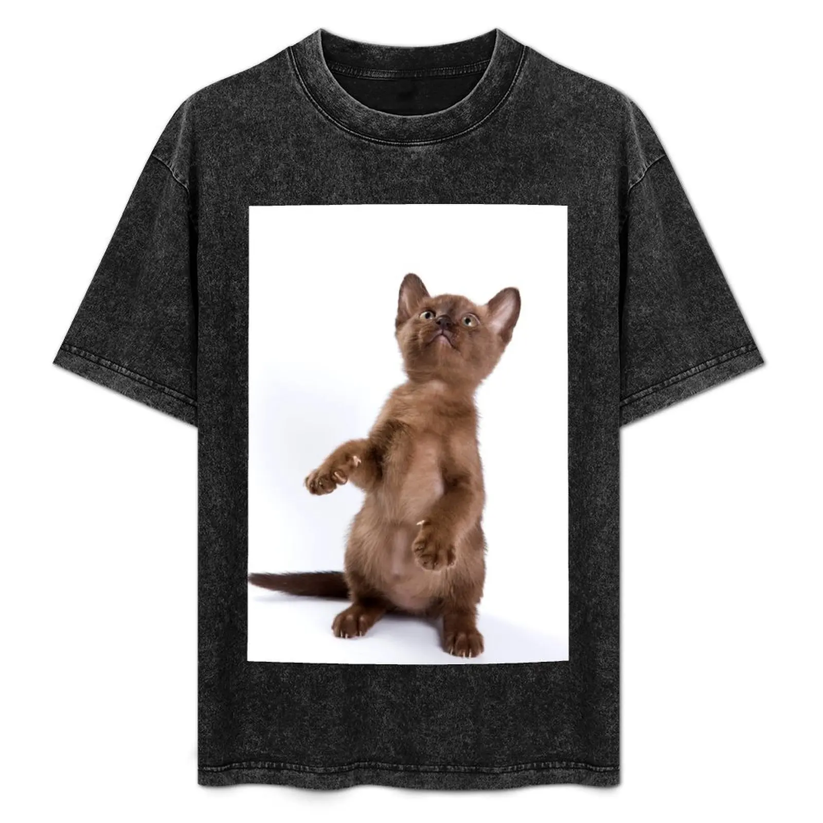 

Brown Burmese kitten (isolated on white) T-Shirt Large Size Loose Casual Tee