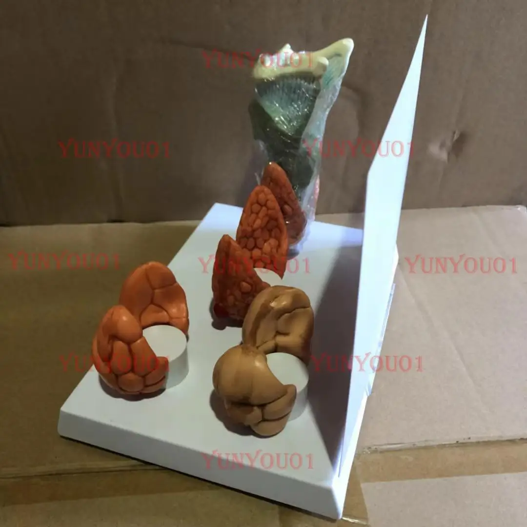 Teaching Model Thyroid Lesion Model Anatomical Model Medical Textbook