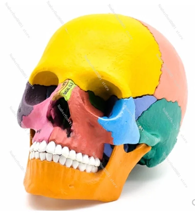

Detachable Color Skull Model 17 Components Oral Dentistry Medical Learning Display Skull Model
