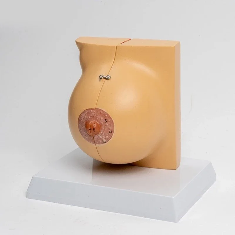 Female Stationary Stage Breast Model Beauty Gynecological Anatomy Model Medical Teaching Tools