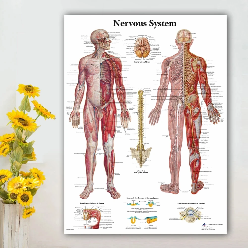 

Wall Art Poster Modular Nervous System Pictures HD Printed Anatomy Canvas Painting Medical Education Home Decoration Living Room