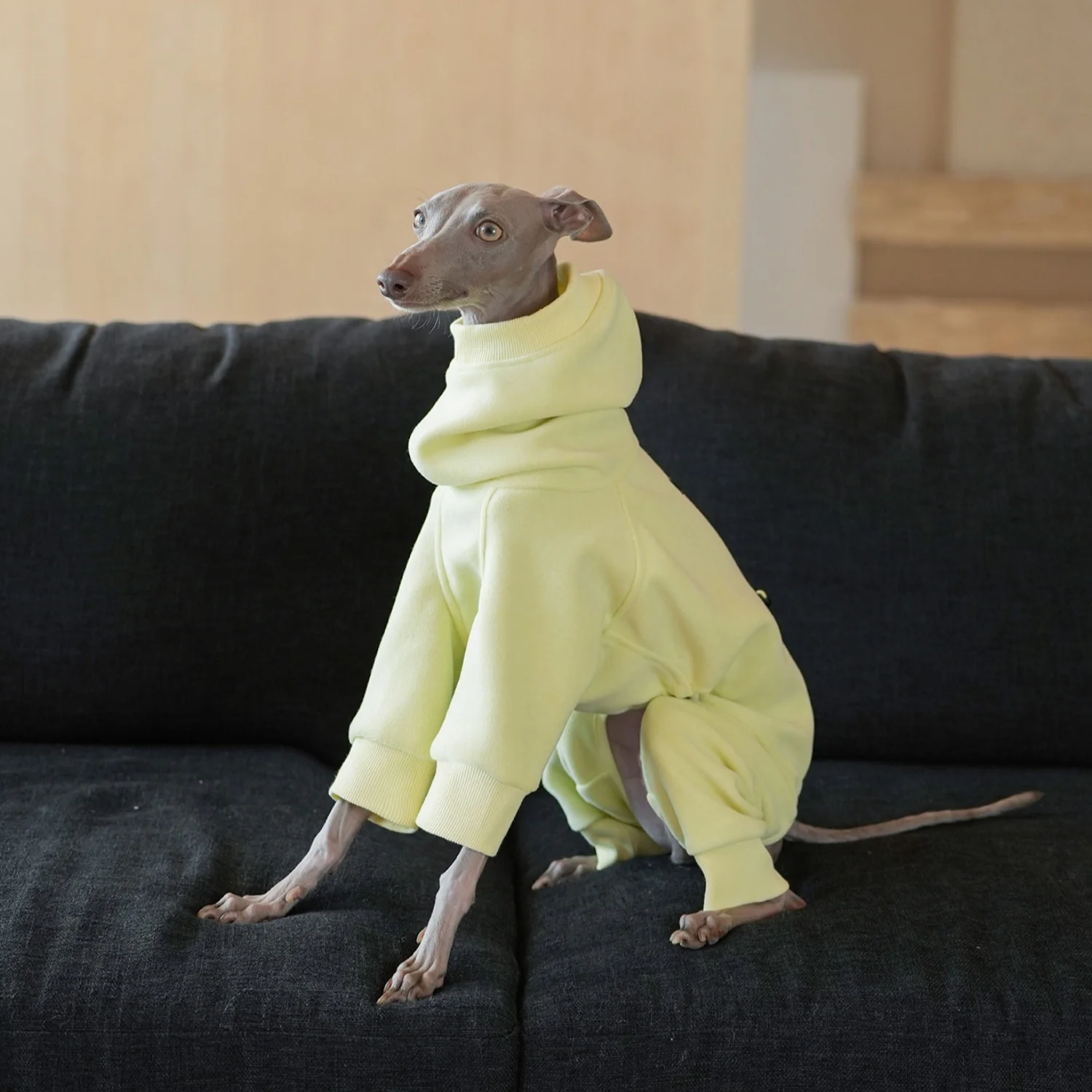 

Dog Clothing in Autumn 4-Legged Thick Long Sleeved Yellow Sweatshirt for Italy Greyhound in Winter Warm Sweet Coat for Whippet