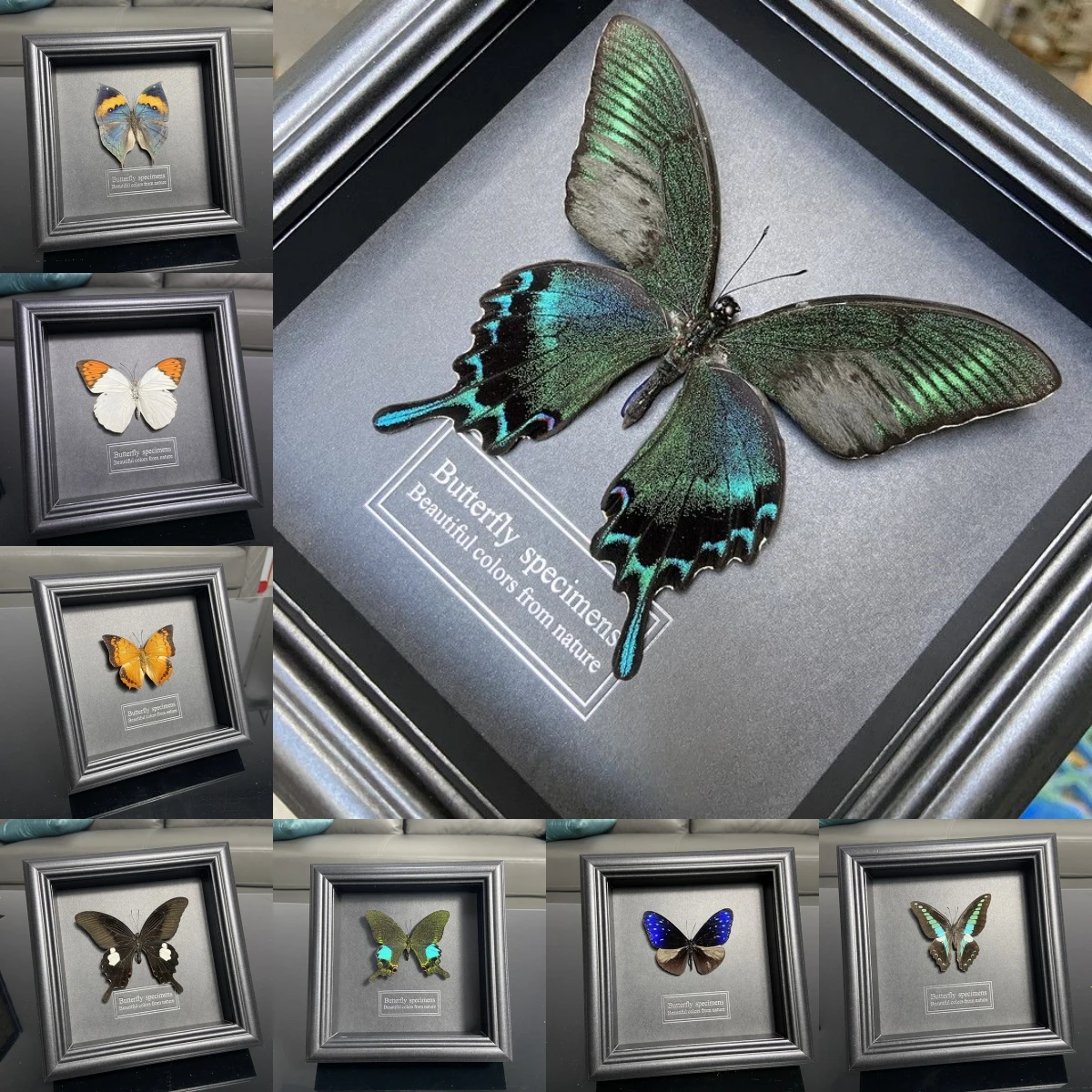 

2047 Wholesale 1/5/10pcs Butterfly Specimen Painting Science Education Collection Wedding Decoration Christmas Halloween Gifts