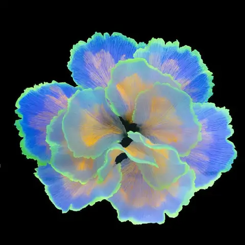 मछली टैंक सजावट चमकते फूल एक्वेरियम सजावट जलीय पौधे बेट्टा मछली टैंक सजावट कृत्रिम सिलिकॉन आभूषण के साथ 10 best sales मछली टैंक के पौधे - №1