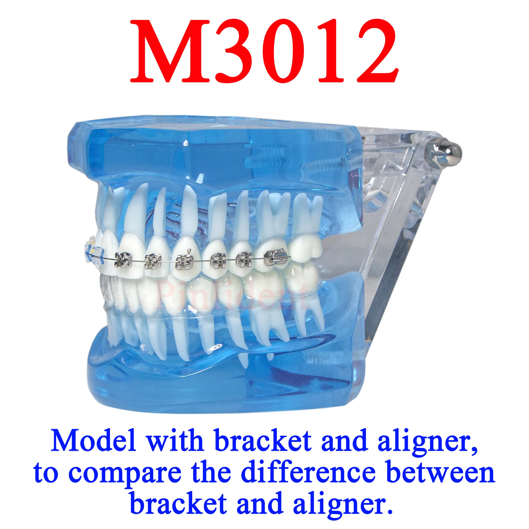 Orthodontic Teeth 1:1 Standard Demo Model Brackets Invisalign Comparison Orthodontic Braces Dental Supplies