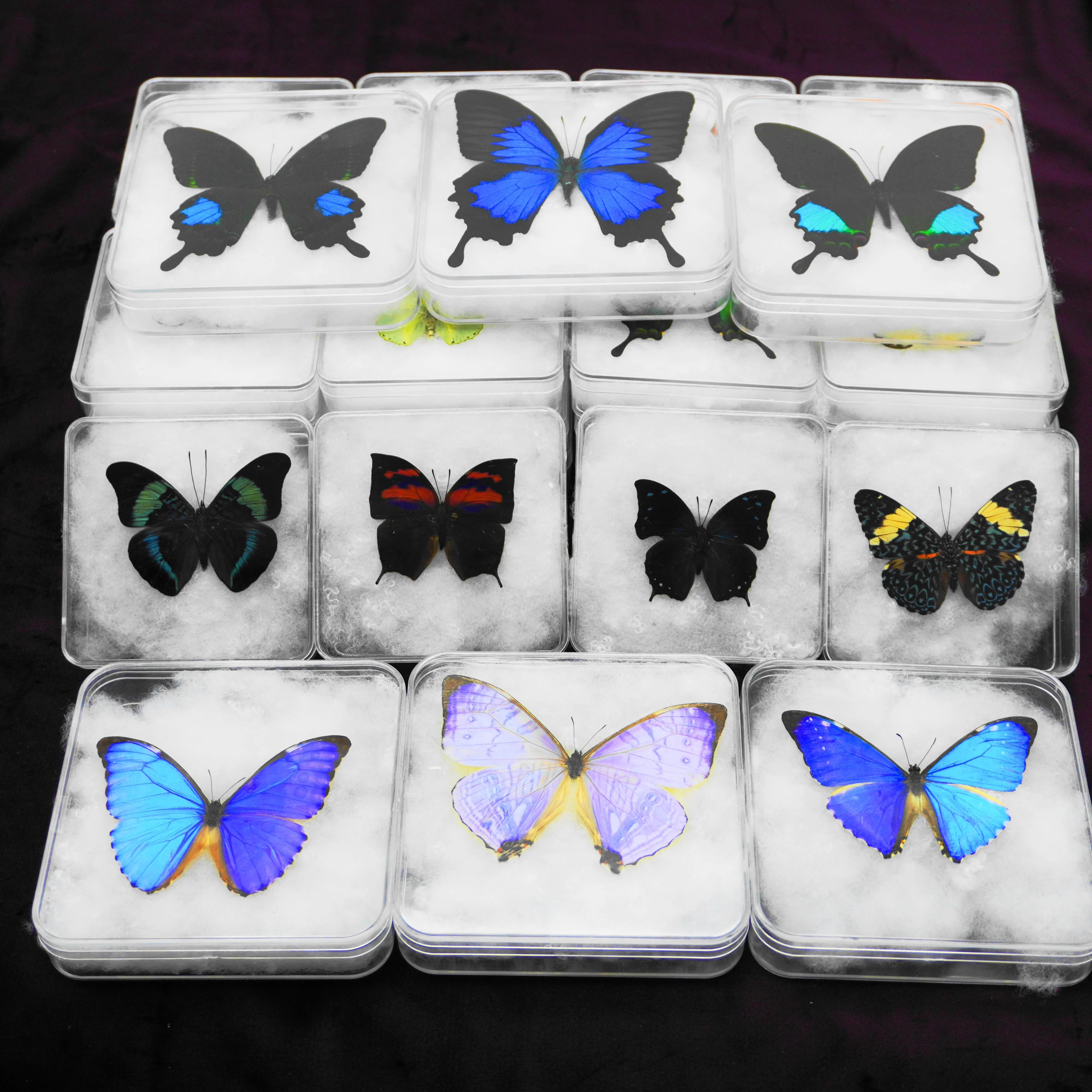 Real Butterfly Transparent Boxed Insect Rare Butterfly Specimen Home Decoration Photo Frame Display Collectibles Gift Detachable