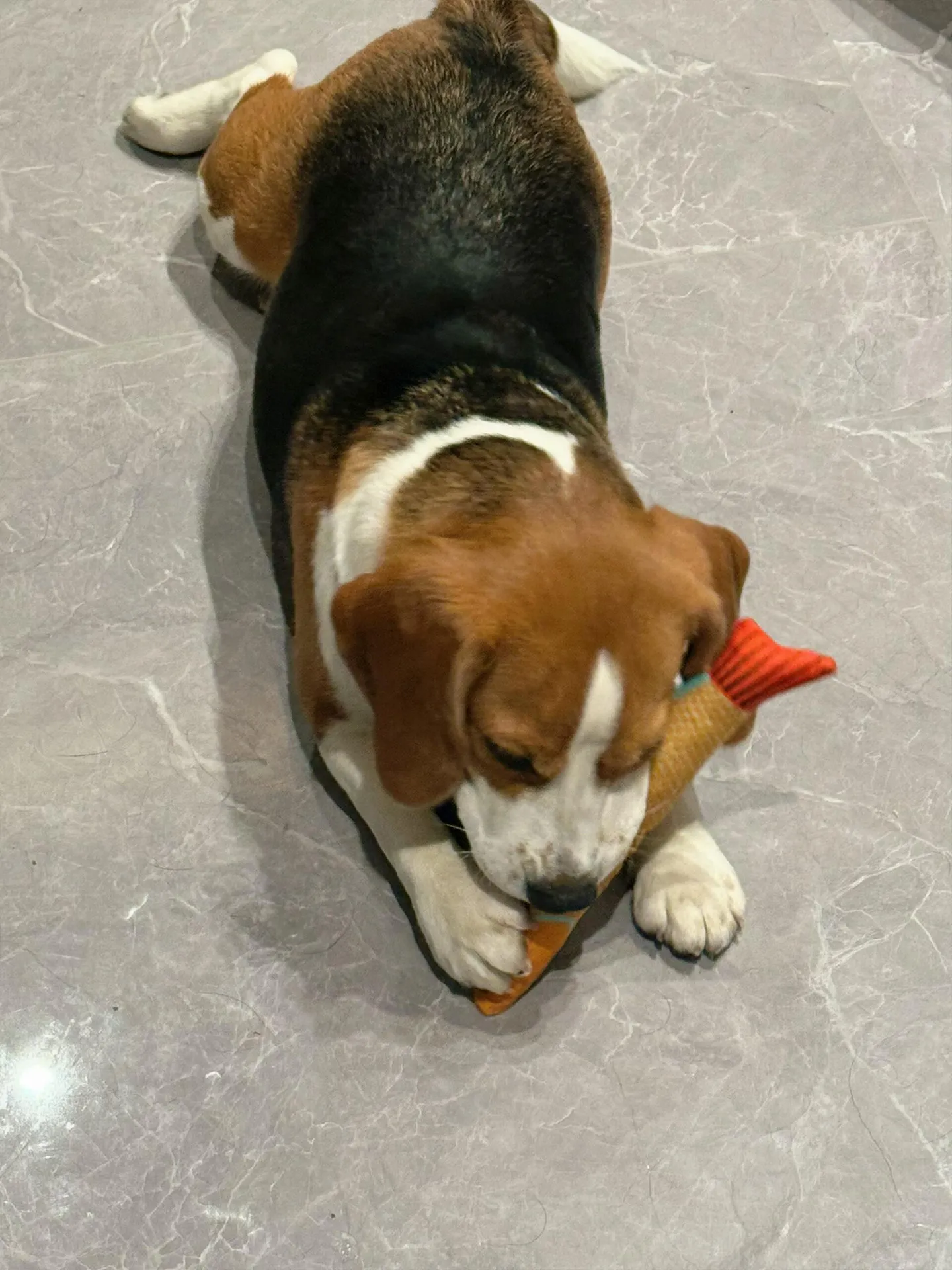 Autumn Saury Dog Toy Self-hi Consumes Physical Strength To Grind Teeth Simulated Fish Throw Pillow Contains Catnip Cat Toy