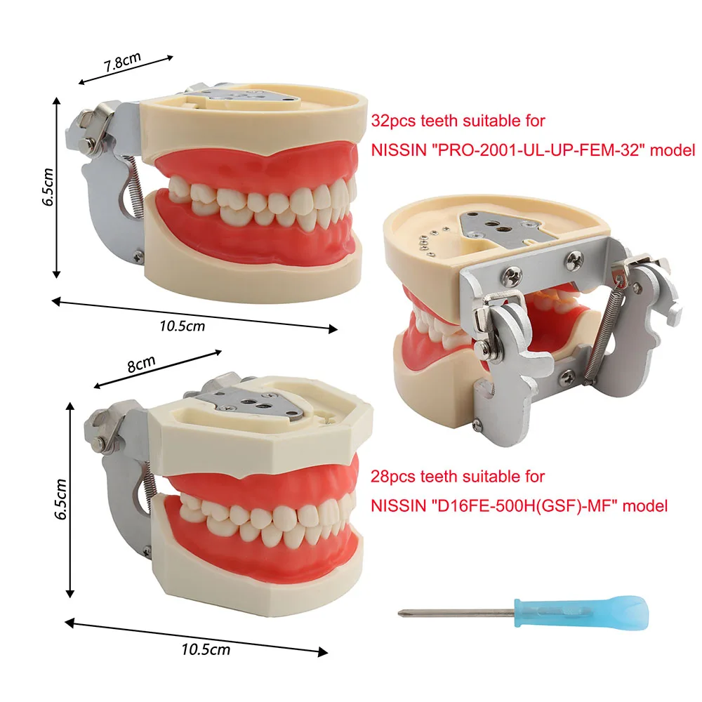 28/32 Teeth Model For Dental Technician Practice Training Jaw Typodont Standard Dental Model Teeth Teaching Model With Soft Gum