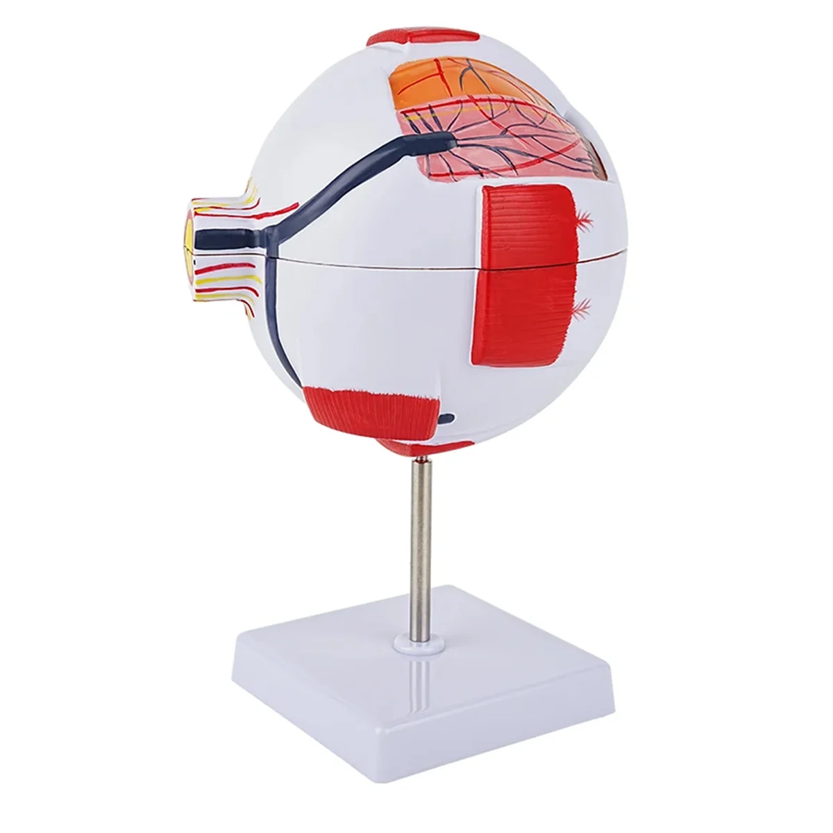 AT42 Anatomical Eye Model Eyeball Eyelid Model Disassemble 6 Times Enlarged Optic for Eye Special Teaching