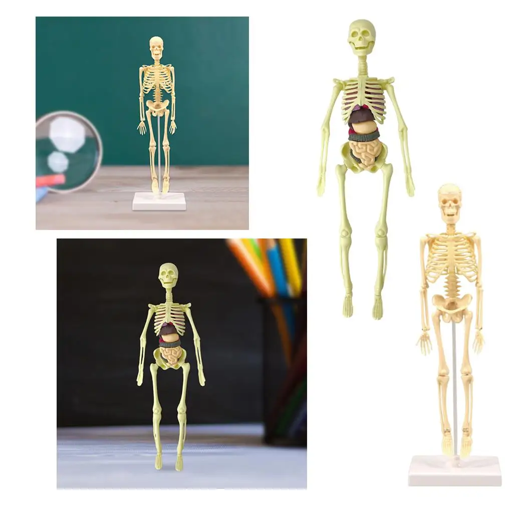 Human Body Anatomy Model, with Human Heart And Large Intestine Model, Skeleton Models for Children, Physiology Students, Models