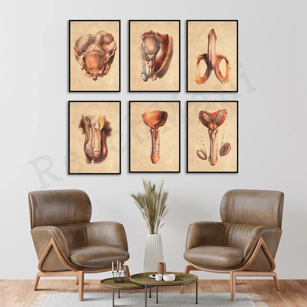 Vintage male anatomy poster, urology artwork, male reproductive system, urology physiology art, urologist office decoration gift