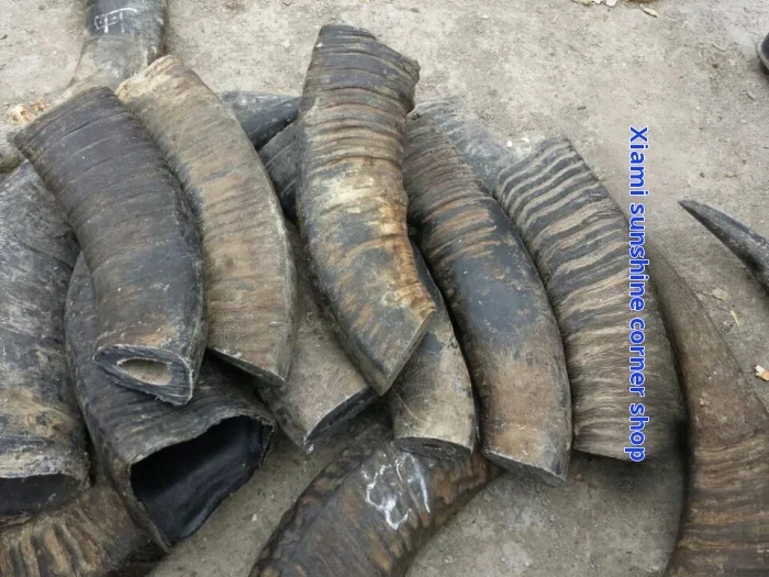 Natural Black Buffalo Horn Hollow material Thick cow horn comb material Black buffalo horn cut off hollow ink bucket